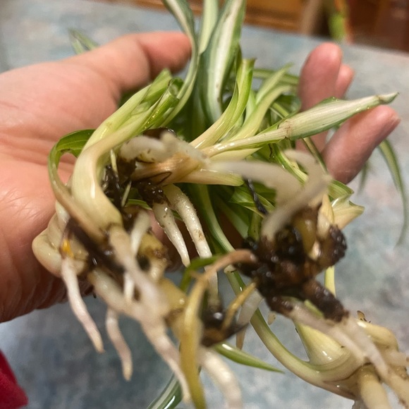 Spider Plant Starter - Picture 11 of 11